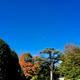 Foliage at the White House.